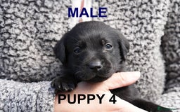 Labrador Retriever dogs for sale: Labrador retrievers chocolate and black KC reg - Image 7