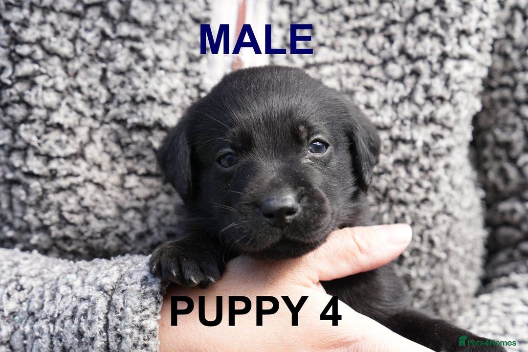 Labrador Retriever dogs for sale: Labrador retrievers chocolate and black KC reg - Image 7