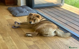 Chow Chow dogs for stud: Chow-husky cross to stud, can travel - Image 2