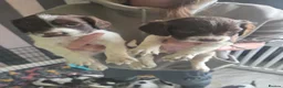 English Springer Spaniel dogs for sale: English springer pups  in Wigan - Advert 3