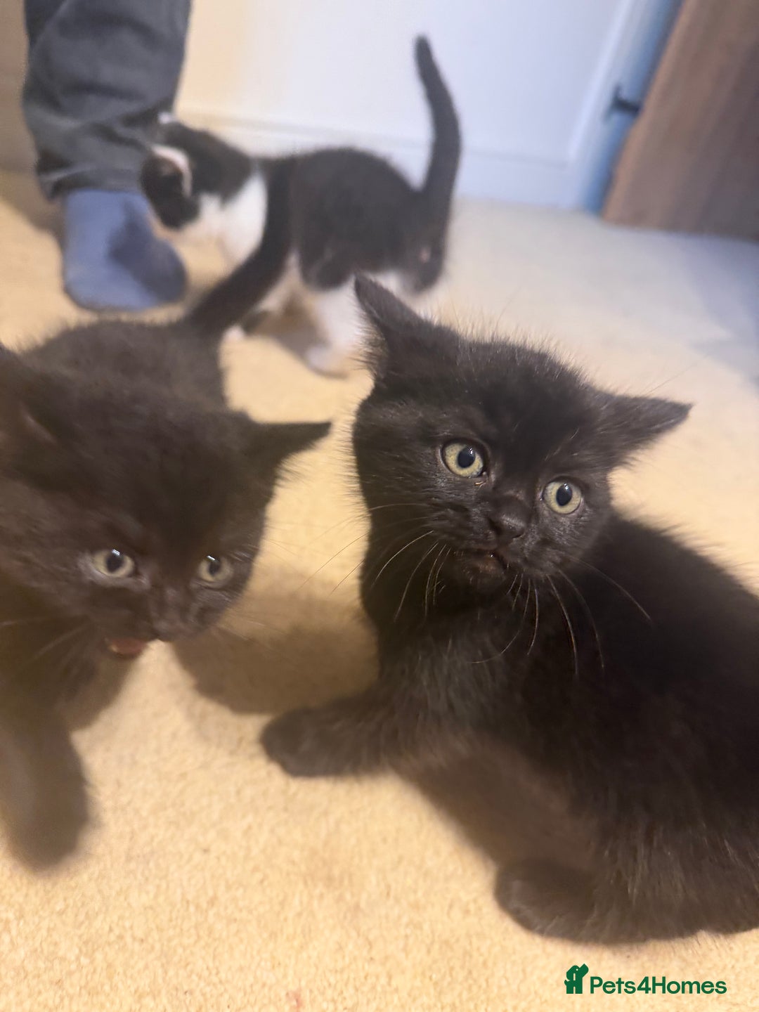 British Shorthair cats for sale: Wonderful kittens  - Advert 2