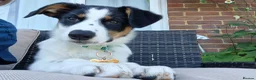 Mixed Breed dogs for sale: Beautiful & Intelligent Collie Mix Needs 4eva Home - Advert 12