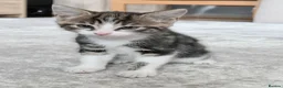 Mixed Breed cats for sale: Tabby Male kitten  - Advert 8
