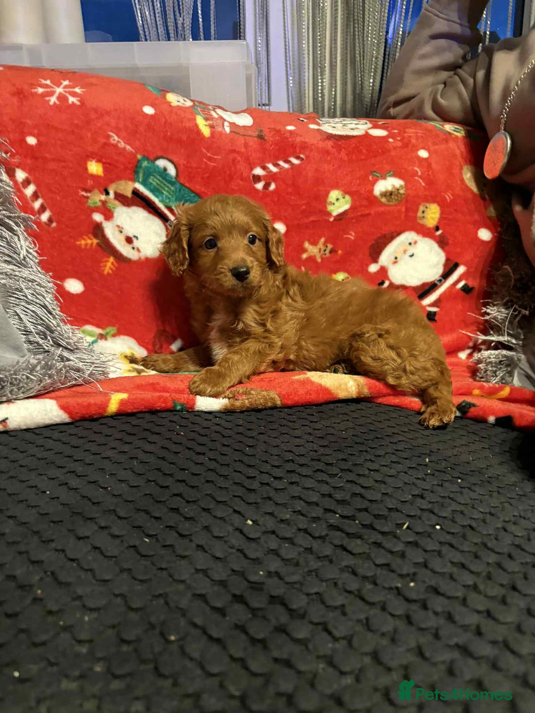 Cockapoo dogs for sale: Cockapoo puppies - Image 4