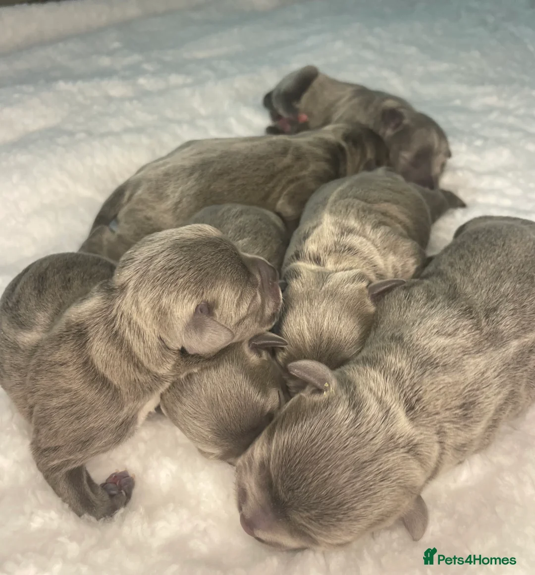 Staffordshire Bull Terrier dogs for sale: 6 stunning KC Staffordshire bull terrier puppy’s  - Advert 1