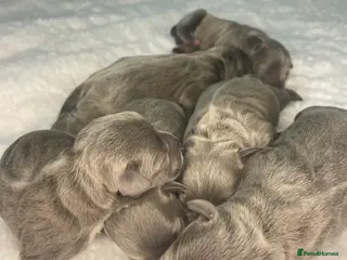 Staffordshire Bull Terrier dogs 6 stunning Staffordshire bull terrier puppy’s - Advert 3