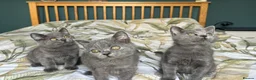 British Shorthair cats for sale: British Shorthair kittens - Advert 2