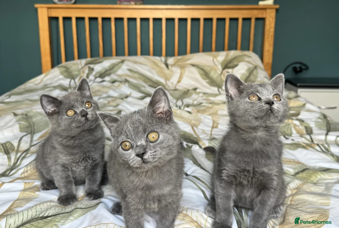 British Shorthair cats for sale: British Shorthair kittens - Advert 2
