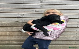 Labrador Retriever dogs for sale: Labrador puppys ⭐️ reduced price ⭐️ - Image 5