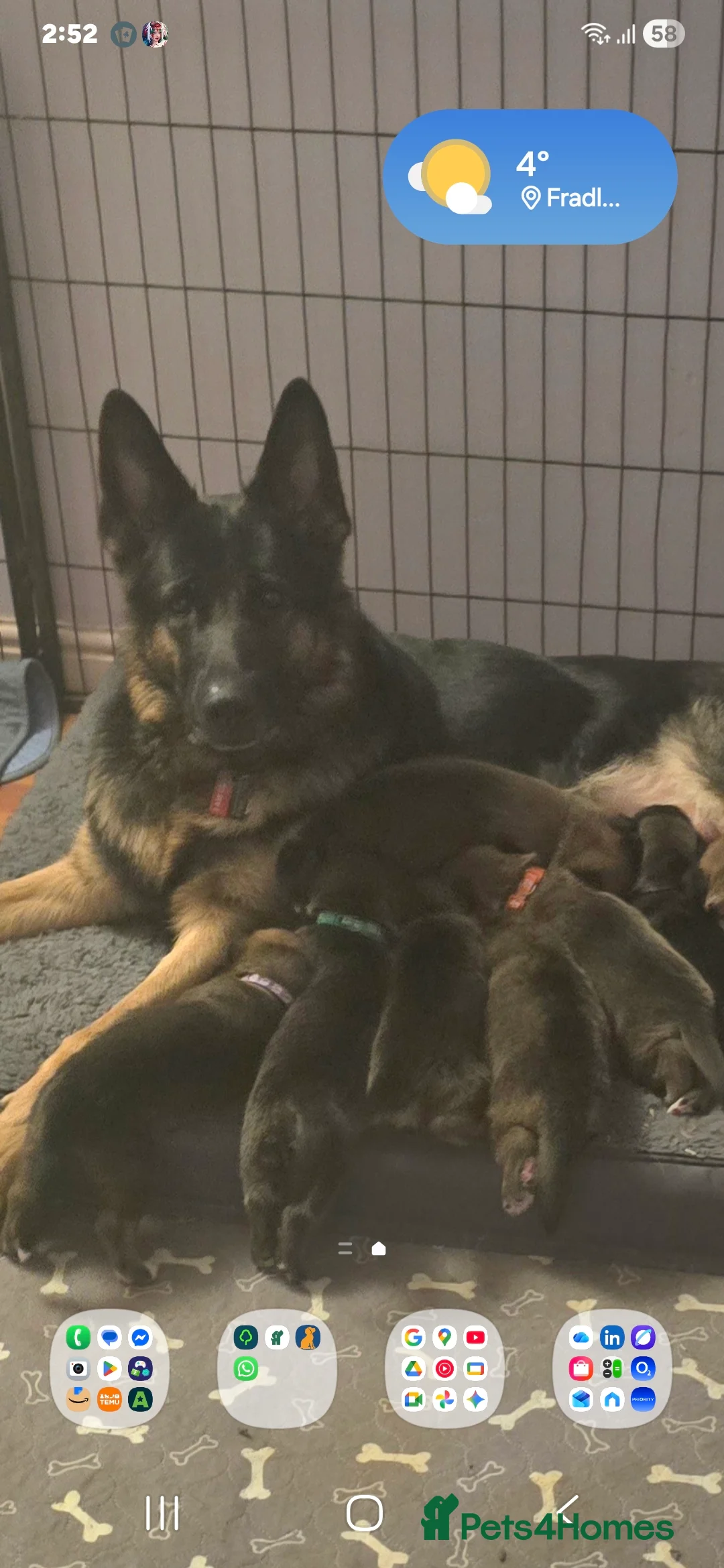 Mixed Breed dogs for sale: Cross between gsd/whippet/Huskey - Advert 4