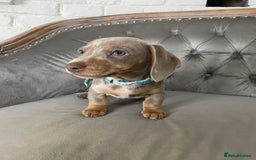 Miniature Dachshund dogs for sale: Miniature Dachshund Puppies ONE LEFT - Image 4