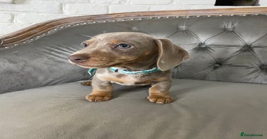 Miniature Dachshund dogs - Advert 3