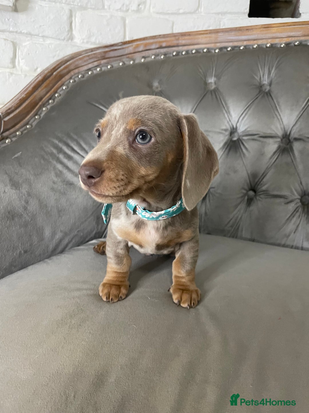 Miniature Dachshund dogs for sale: Miniature Dachshund Puppies ONE LEFT - Image 4