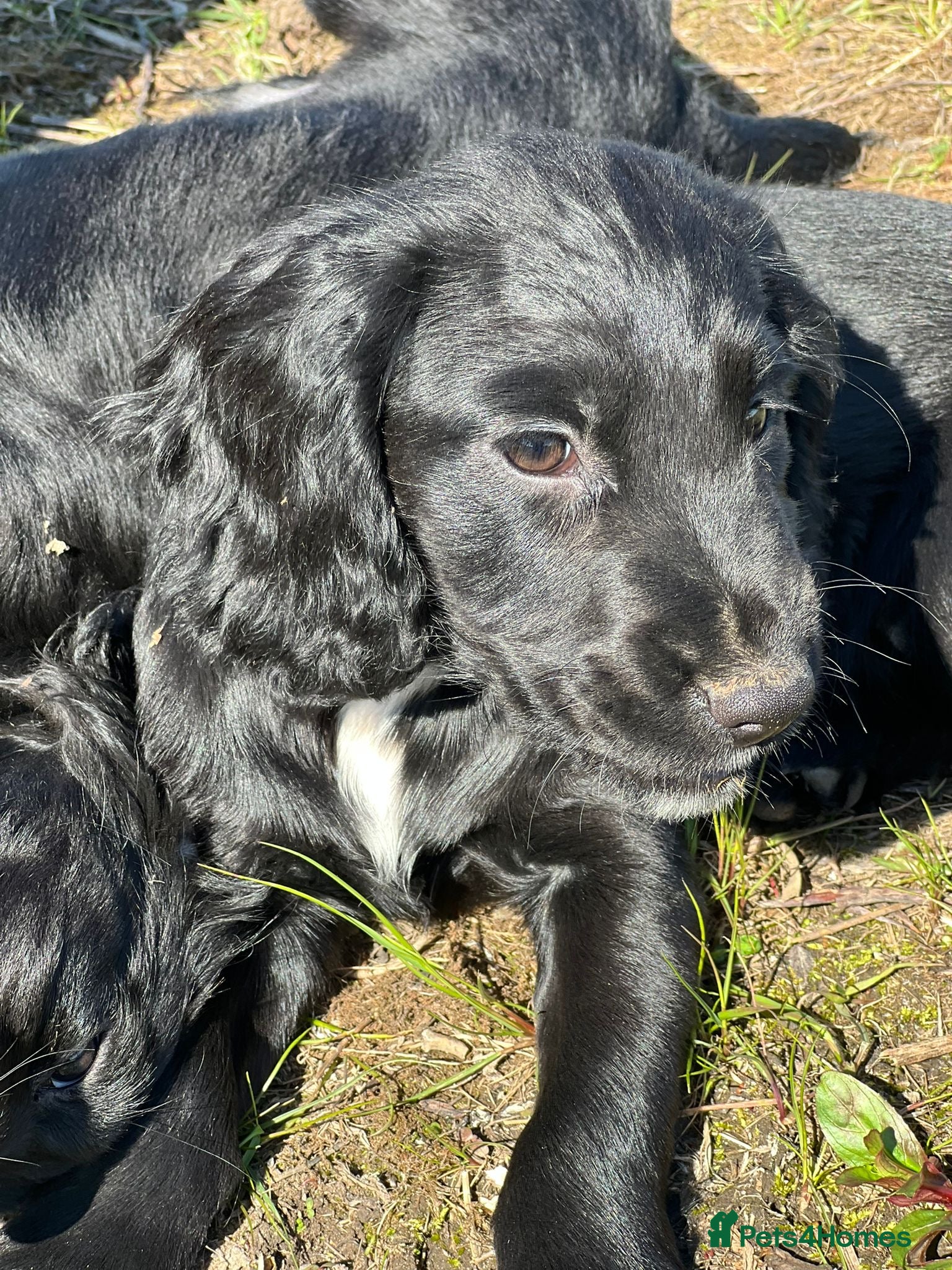 Cocker Spaniel dogs working cockers looking for their forever homes  - Advert 1