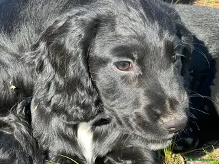 Cocker Spaniel dogs working cockers looking for their forever homes - Advert 3