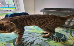 Bengal cats for sale: Half bengal female cat - Image 4