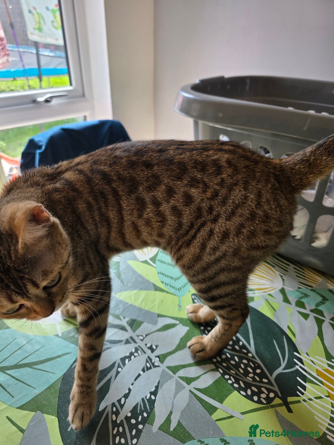 Bengal cats for sale: Half bengal female cat - Image 4