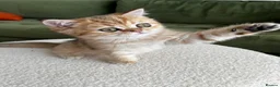 British Shorthair cats for sale: Black golden shaded female  - Advert 4