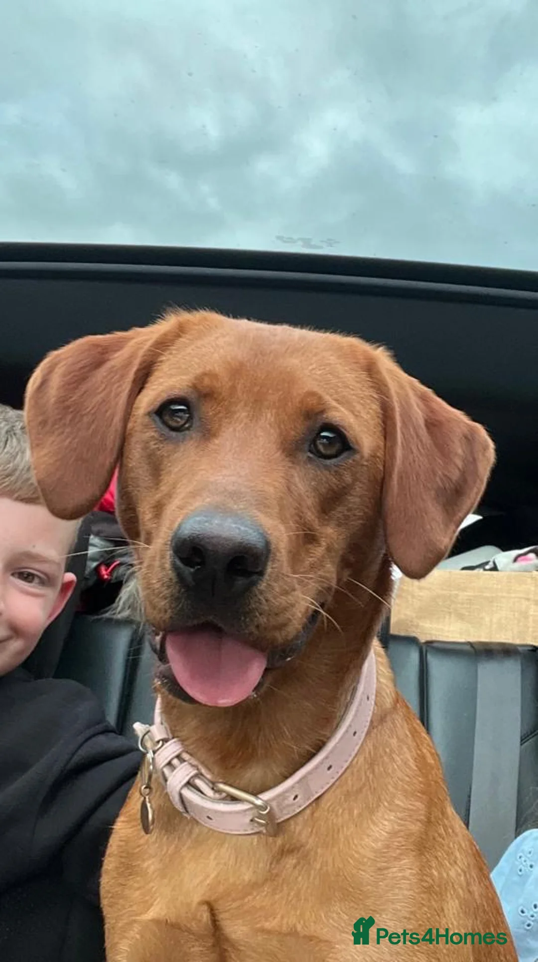 Labrador Retriever dogs for sale: KC Registered, Fox Red Labrador Retriever Puppies - Advert 3