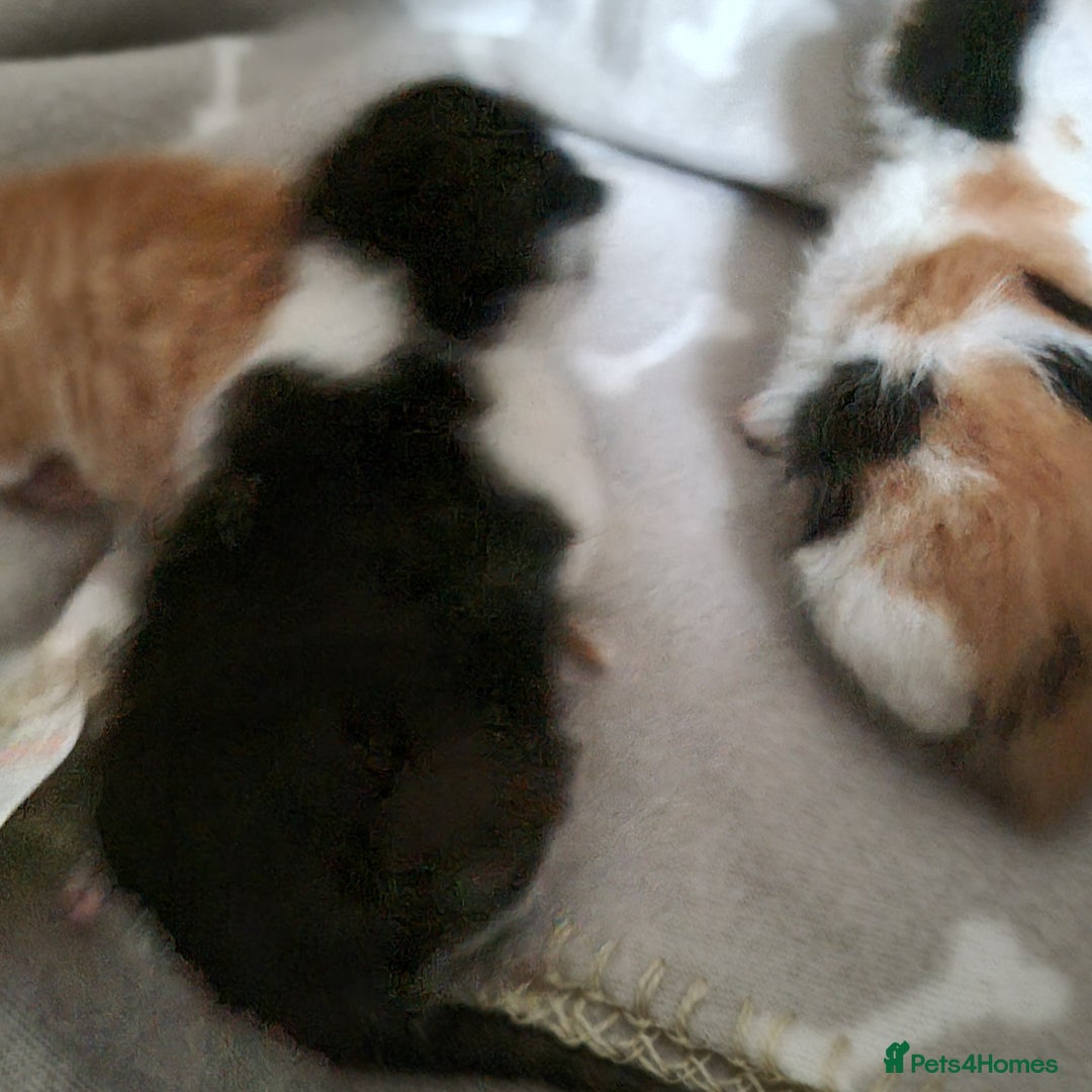 Mixed Breed cats for sale: Kittens - Image 5
