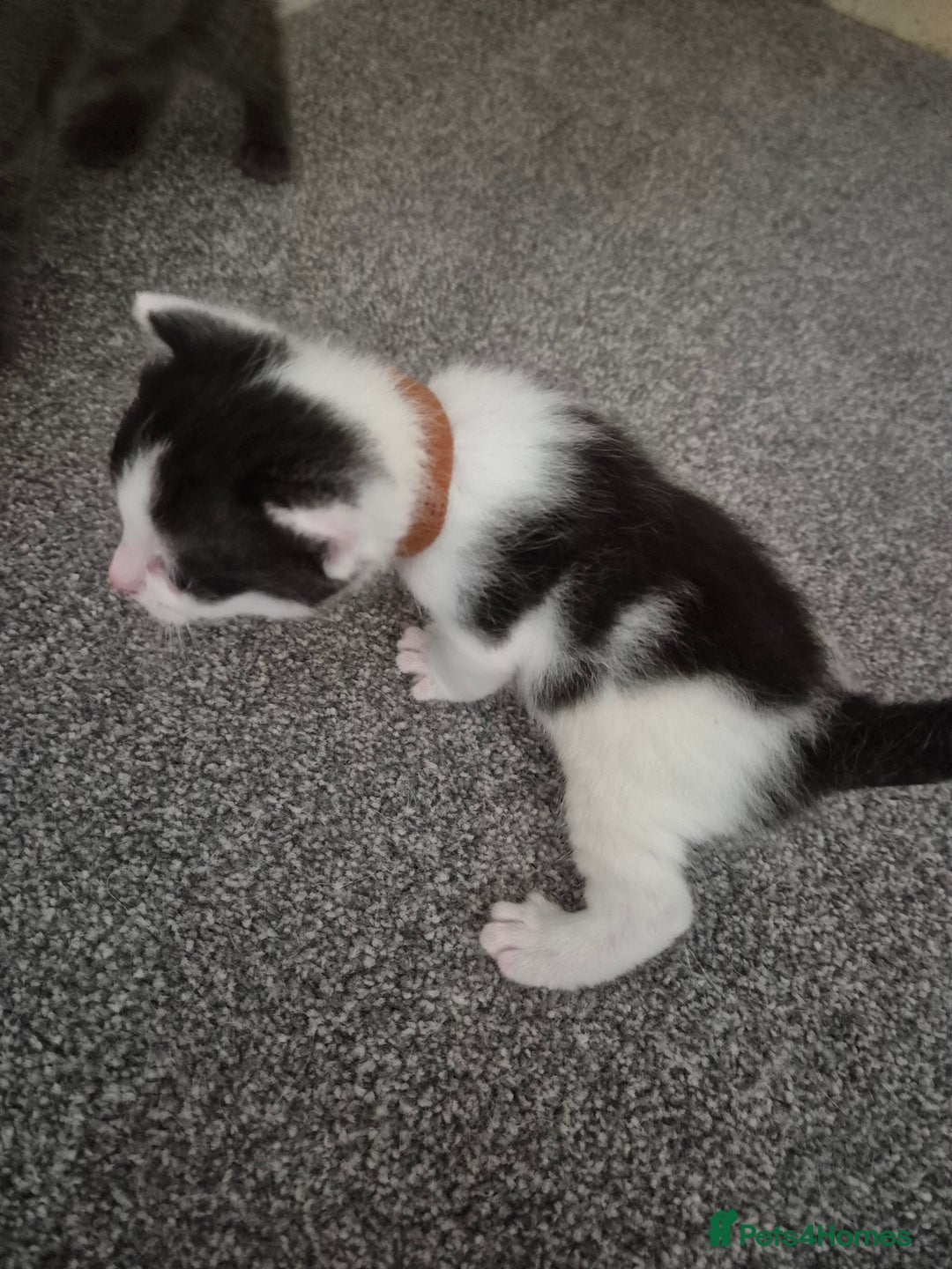 Mixed Breed cats for sale: 6 Beautiful kittens  - Image 5
