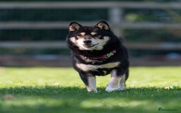 Japanese Shiba Inu dogs for sale: 	“Shiba Inu Puppies – Champion Pedigree, DNA Clear - Image 6