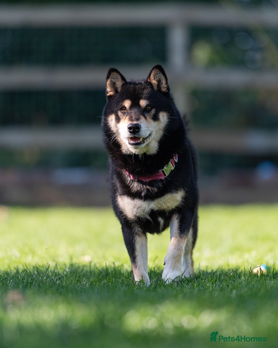 Japanese Shiba Inu dogs for sale: 	“Shiba Inu Puppies – Champion Pedigree, DNA Clear - Image 6