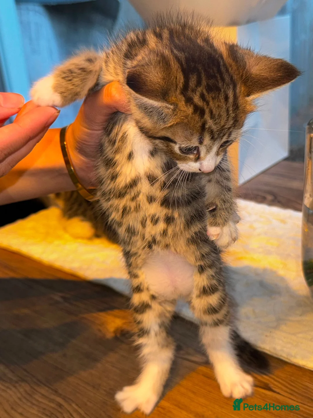 Mixed Breed cats for sale: Mixed breed kittens for sale in Leicester - Advert 2