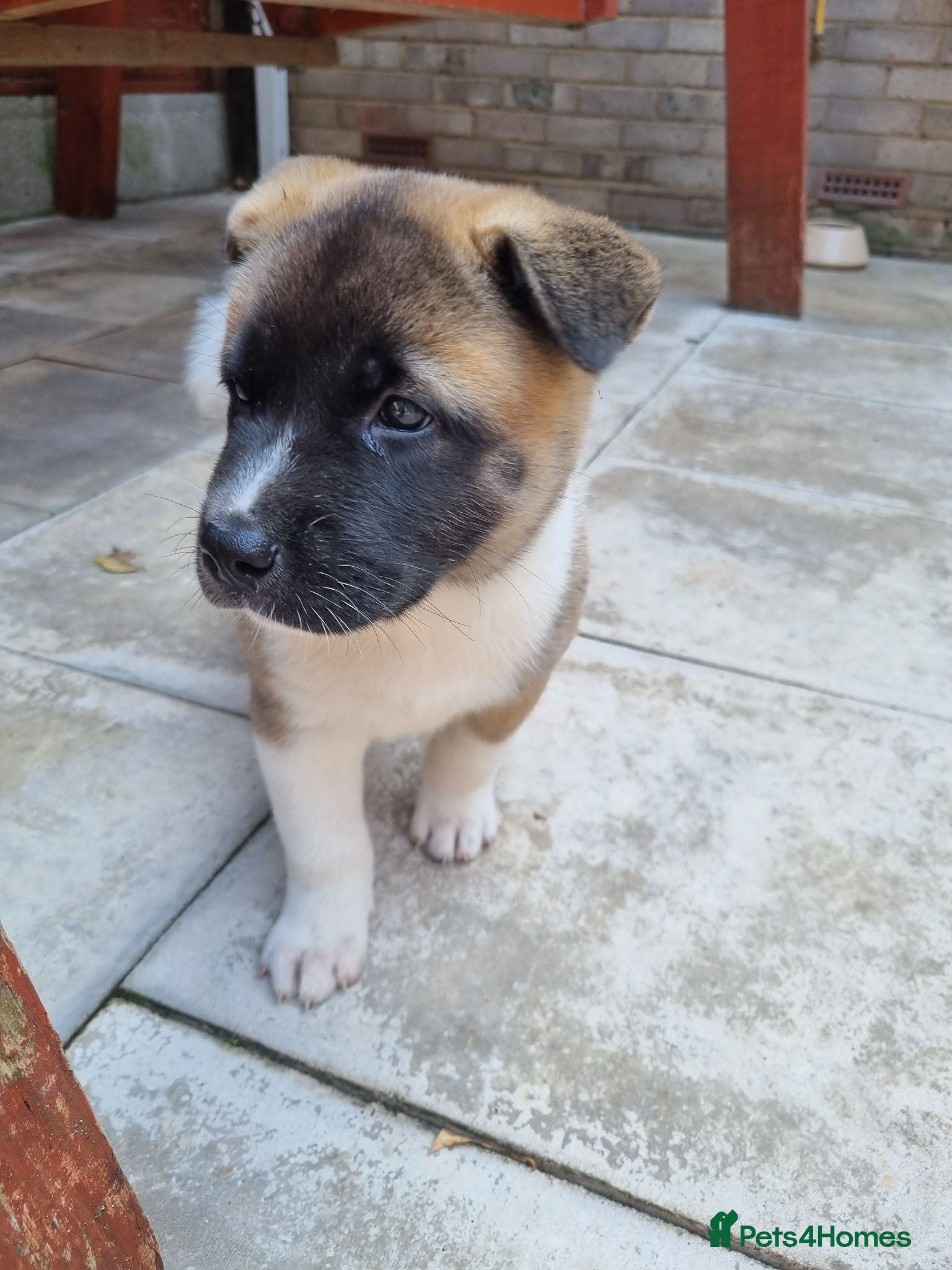 Akita dogs 1 left! Pure breed American Akita puppies for sale - Advert 1