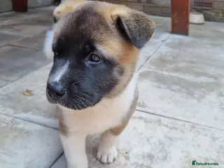 Akita dogs 1 left! Pure breed American Akita puppies for sale - Advert 2