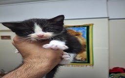 Asian cats for sale: Kittens  - Image 7