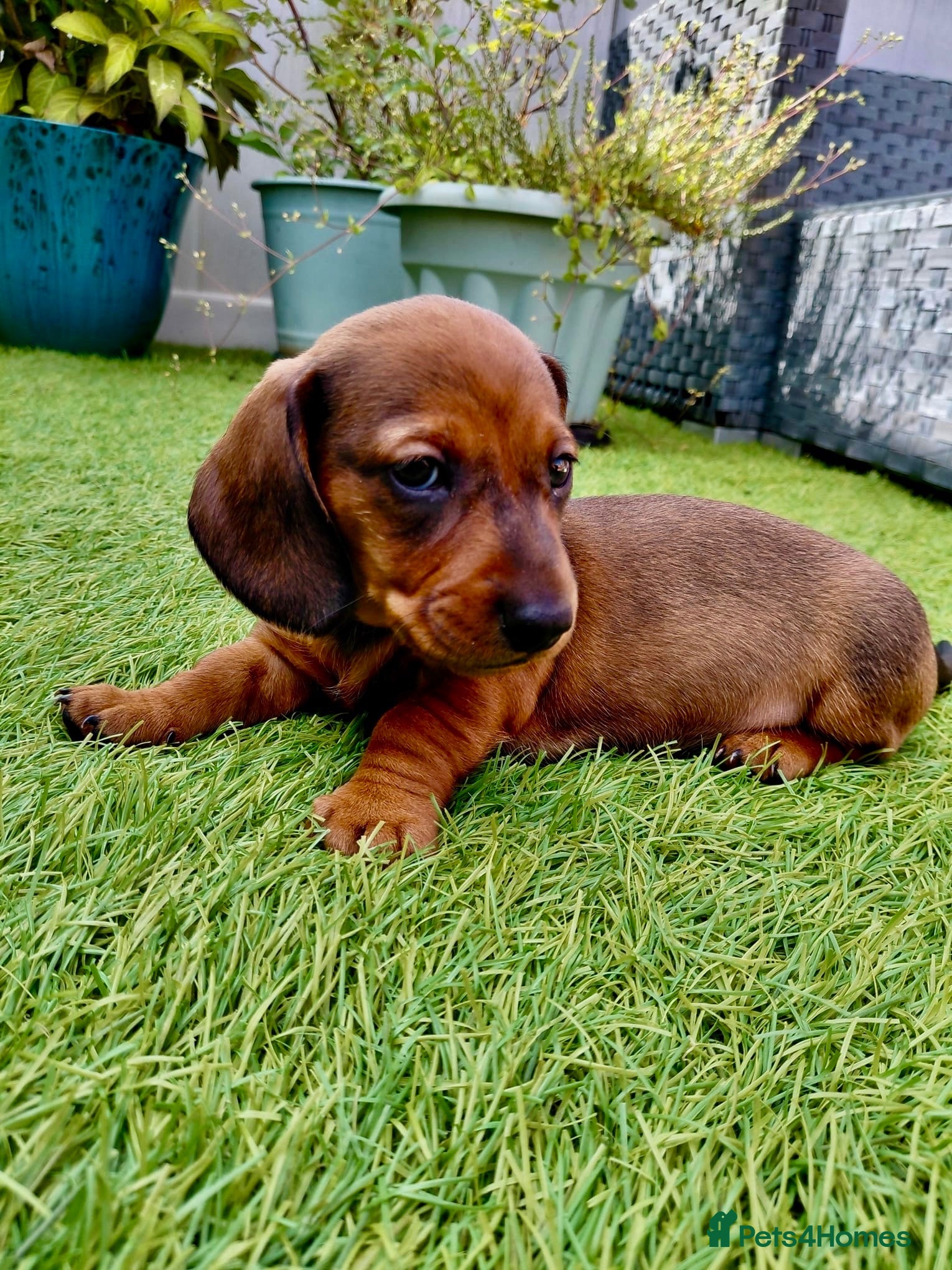 Miniature Dachshund dogs Miniature dachshund puppies  - Advert 16