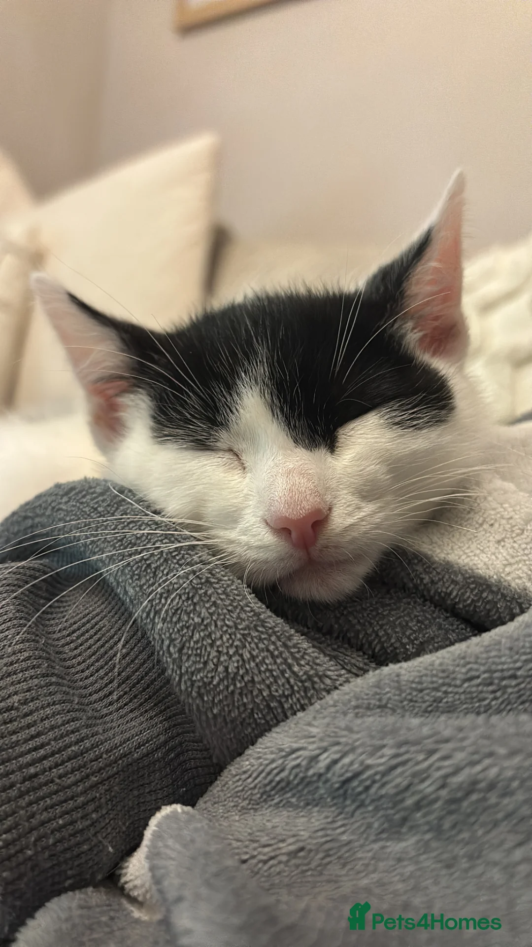 British Shorthair cats for sale: British short hair male  in Halesowen - Advert 3