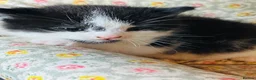Domestic Shorthair cats for sale: Beautiful kittens  - Advert 13