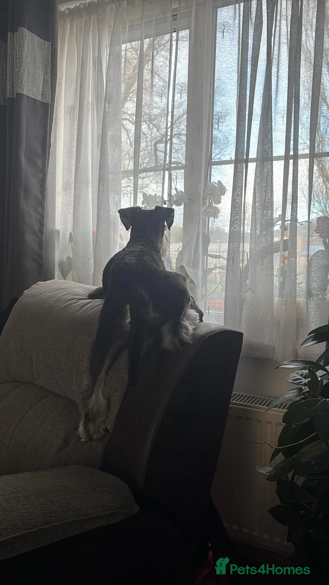 Miniature Schnauzer dogs for stud: KC Registered Miniature Schnauzer for Stud - Advert 12