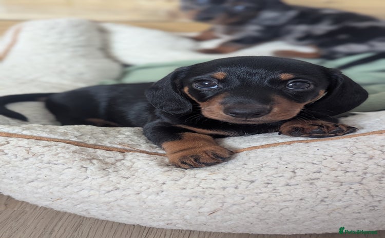 Miniature Dachshund dogs - Advert 5