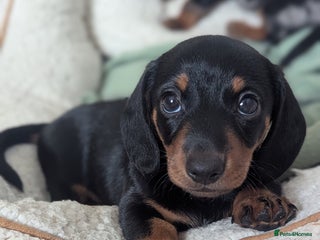 Miniature Dachshund dogs - Advert 3