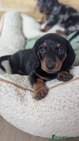Miniature Dachshund dogs - Advert 2
