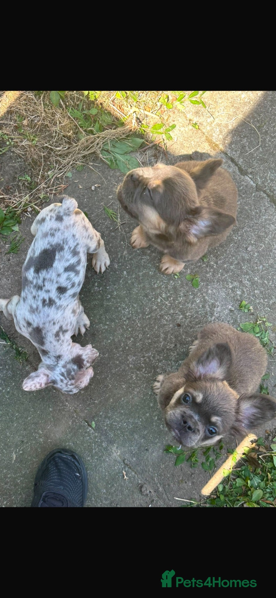 French Bulldog dogs Beautiful fluffy French bulldog pups - Advert 2