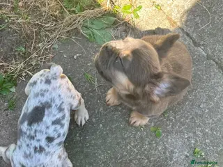 French Bulldog dogs Kc registered fluffy French bulldog pups - Advert 2