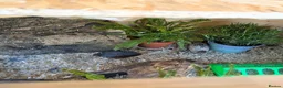 Quail poultry for sale: Chinese painted quail  in Seaham - Advert 2