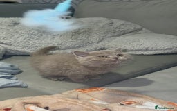 British Shorthair cats for sale: REDUCED!!! Stunning British Short Hair Kittens - Image 11