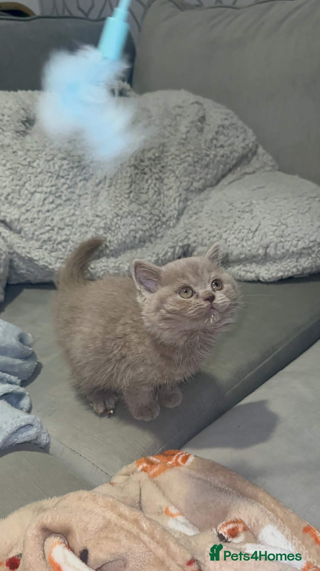 British Shorthair cats for sale: REDUCED!!! Stunning British Short Hair Kittens - Image 11