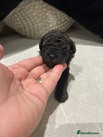 Toy Poodle dogs - Advert 14