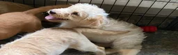 Labradoodle dogs for sale: Beautiful Labradoodle Puppies For Sale - Advert 3