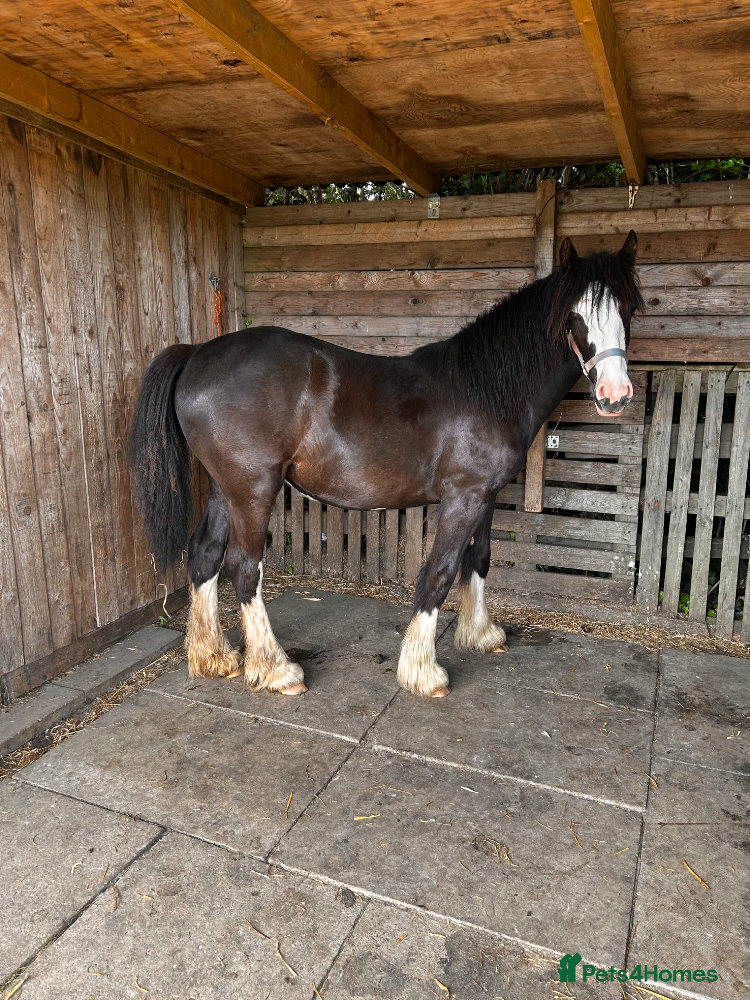 Irish Cob horses Beautiful 6 month filly for sale to make 14-15hh - Advert 18