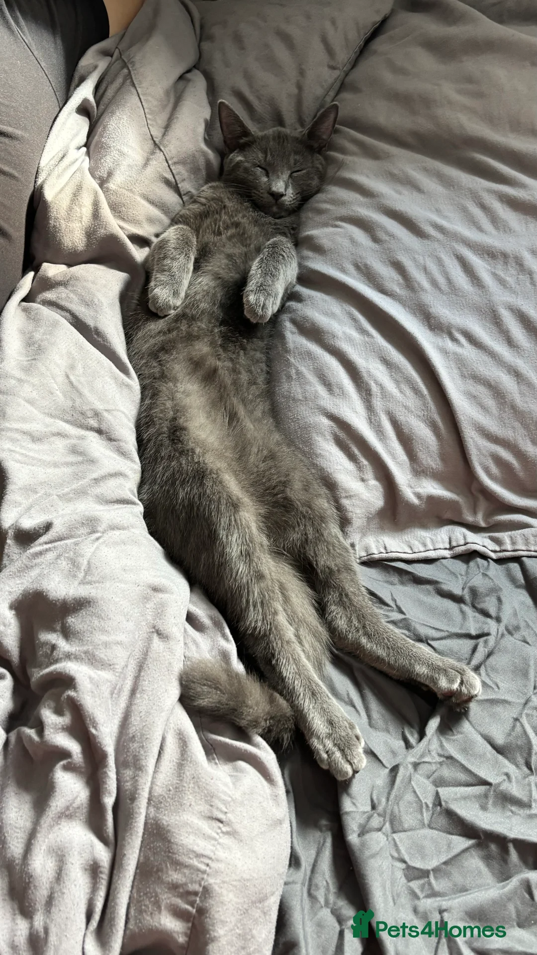 British Shorthair cats for sale: Loving British Short Hair Cat in Ashford - Advert 3