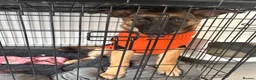 German Shepherd dogs for sale: Unrelated male and female German shepherds - Advert 3