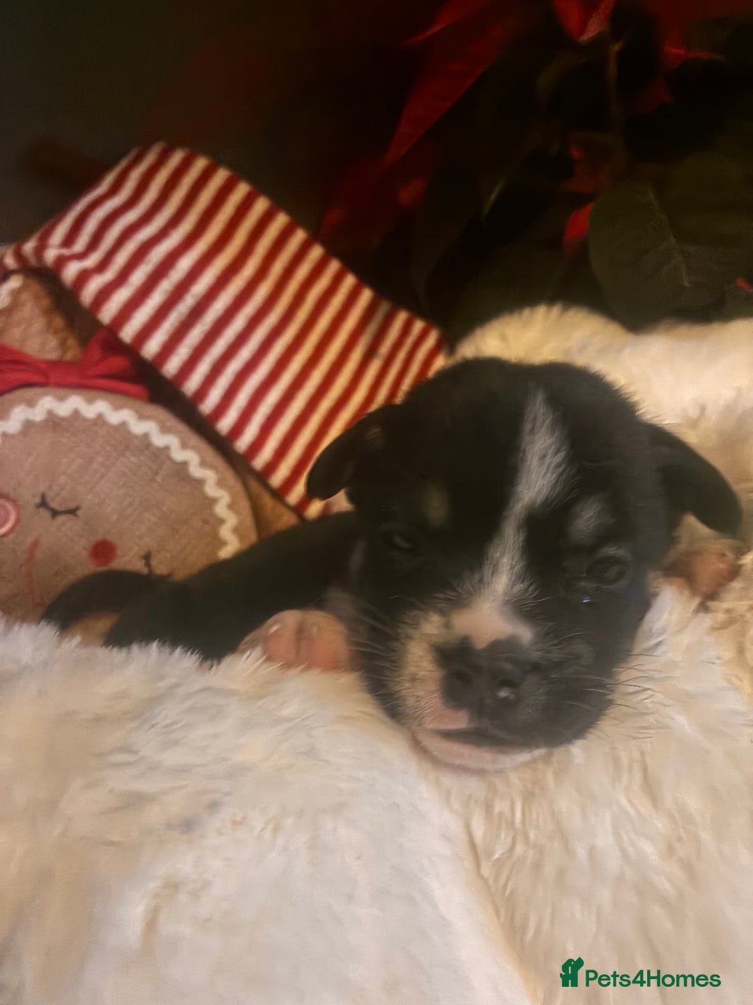 Mixed Breed dogs for sale: Bullimute - Advert 8