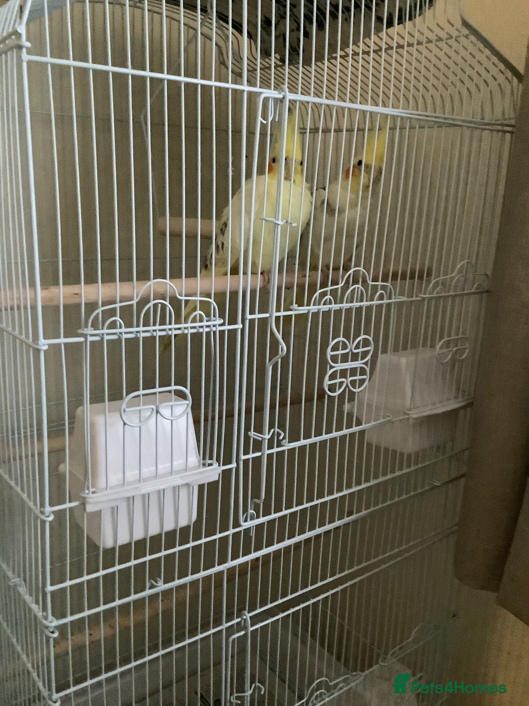 Cockatiels birds for sale: Pair of cockatiels  - Advert 2